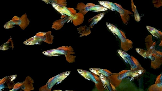 are guppies schooling or shoaling fish