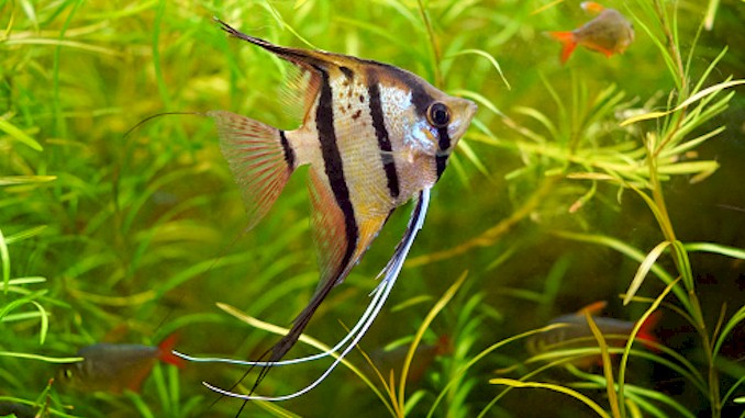 Can Guppies Live With Angelfish