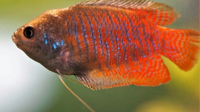can guppies live with gouramis