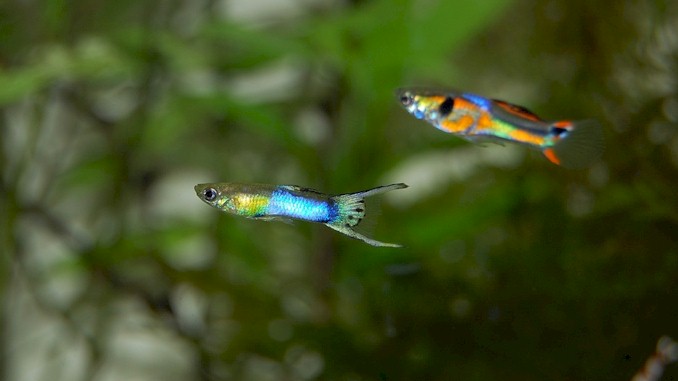 Stop Guppies From Eating Their Young: Expert Tips