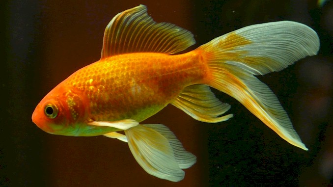 Can Guppies Live With Goldfish – A Complete Guide