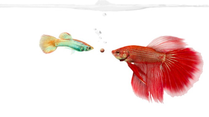 Can Guppies and Bettas Live Together – A Complete Guide