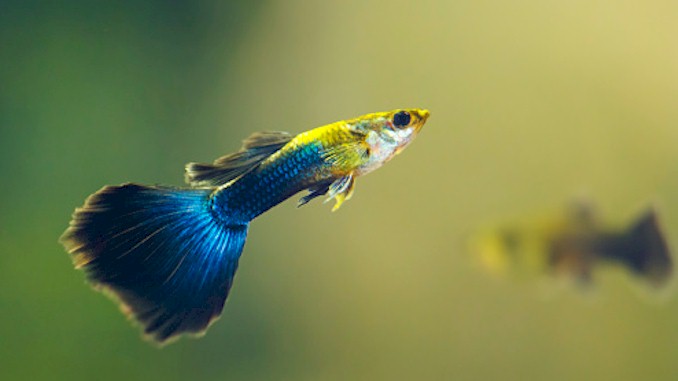 How Long Do Guppies Live (+10 Tips to Increase Their Lifespan)