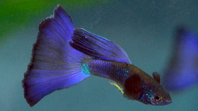 All About Purple Moscow Guppies: A Guide