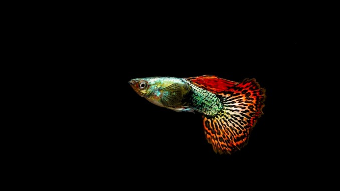 The Science Behind Guppy Color Changes