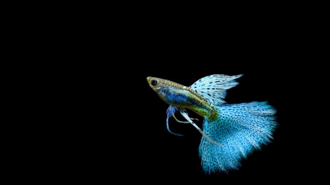 9 reasons why guppies are the perfect pet
