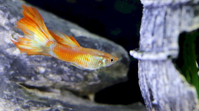 What Fish Will Eat Guppies – A Complete Guide