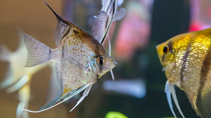 best and worst angelfish tank mates