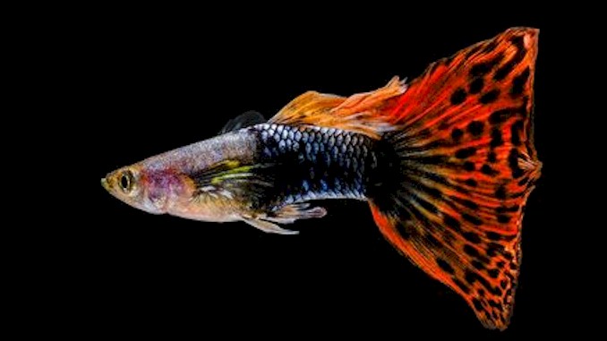 can guppies crossbreed