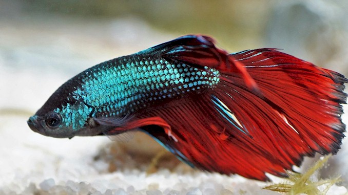 Betta Fish Lighting: A Complete Guide for Beginners