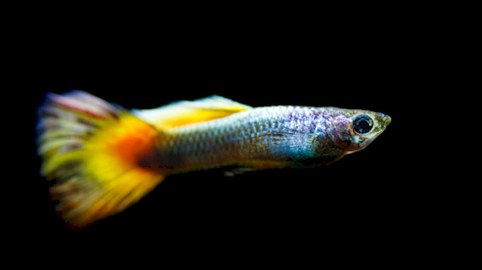 Do Guppies Like Current: A Beginner’s Guide
