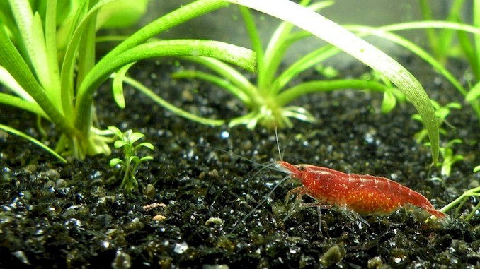 Can Guppies Live With Cherry Shrimp – A Complete Guide