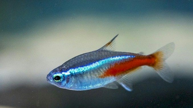 How Many Neon Tetras Should You Put In a Fish Tank