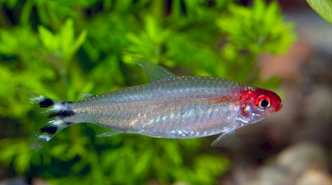 rummy-nose-tetras