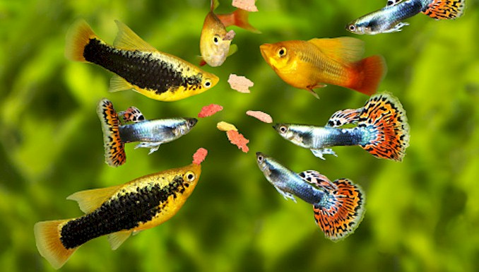 Gourmet Fish Feeding: The Best Food for Your Guppies