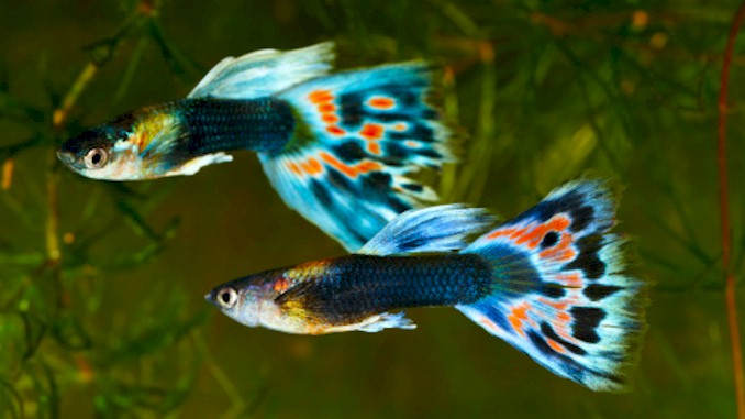 when do guppies get their color