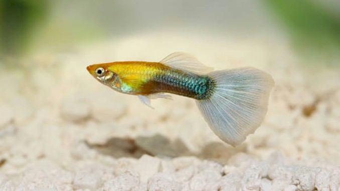 White Poop in Guppies: What You Need to Know