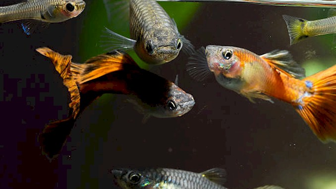 Guppy Bubble Blowing: What You Need to Know