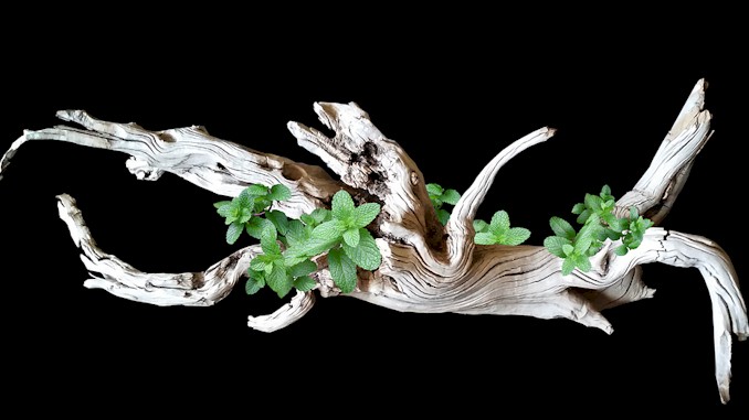 Why is Aquarium Driftwood Expensive?