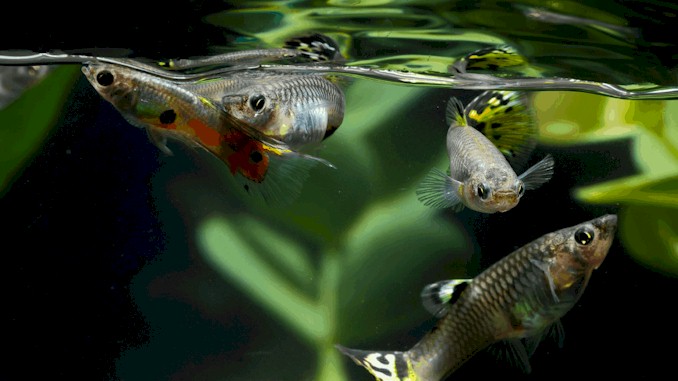 Stop Guppy Aggression: Expert Advice for a Harmonious Tank.