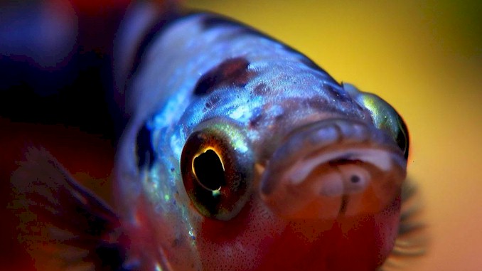 How to Treat a Sick Guppy: The Ultimate Guide