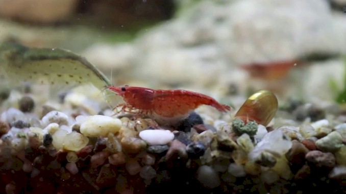 Can Cherry Shrimp Live With Amano Shrimp – A Complete Guide