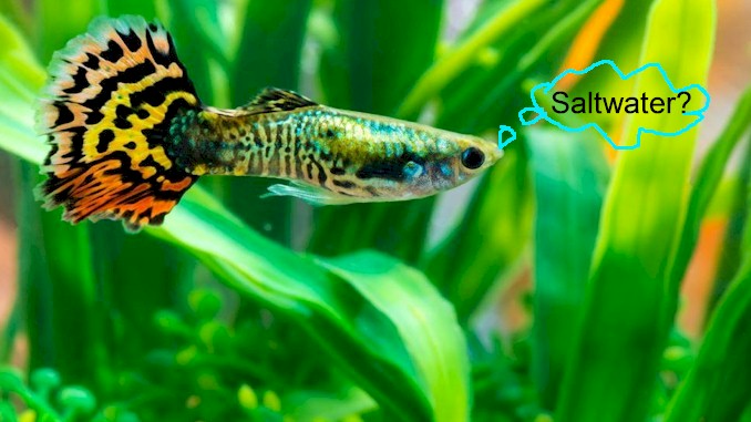 can guppies live in saltwater
