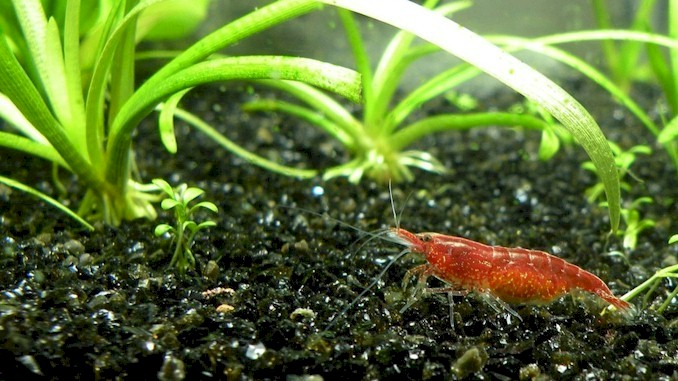 cherry shrimp