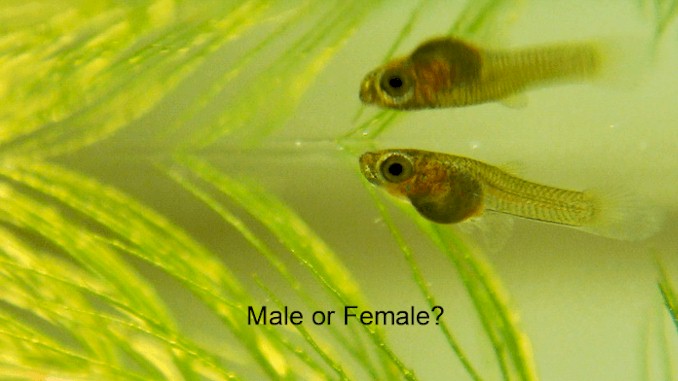 How to Tell If a Guppy Fry Is Male or Female