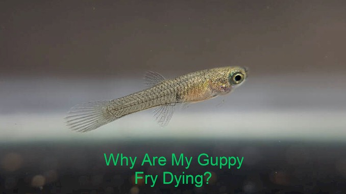 why are my guppy fry dying