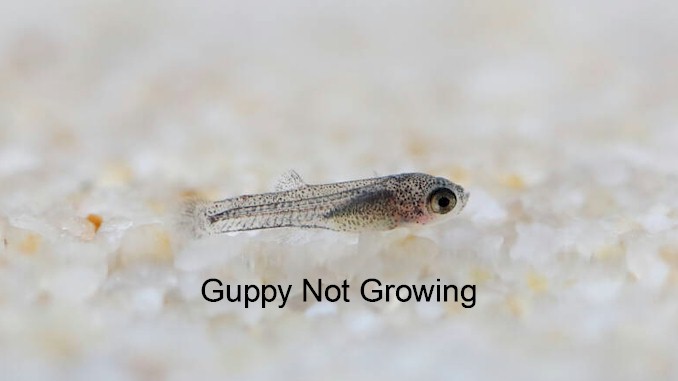 why are my guppy fry not growing