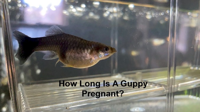 How long is a guppy pregnant