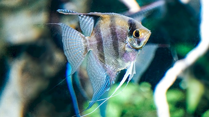 Angelfish Staying At The Top Of The Tank: Reasons & Solutions