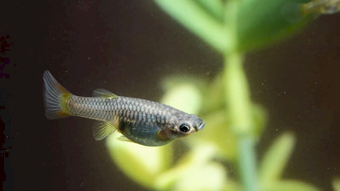 pregnant guppy stages