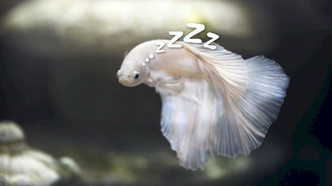 Do Betta Fish Sleep (Everything You Want to Know)