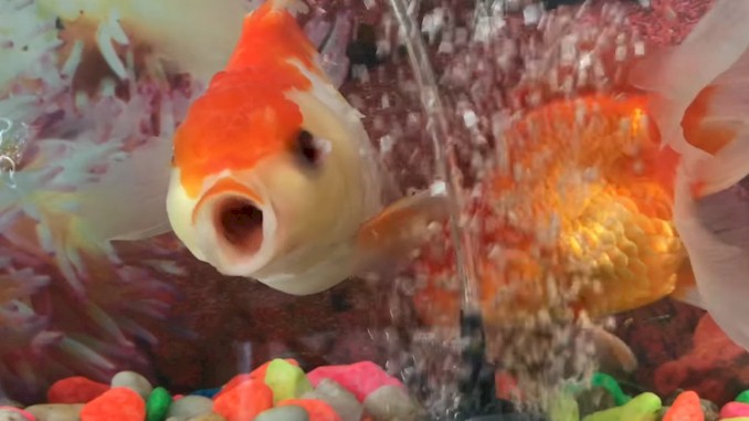 Goldfish Opening and Closing Their Mouth