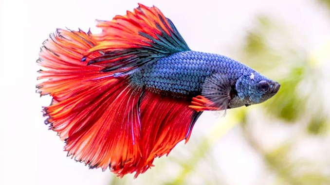 How Long Betta Fish Live: Average Lifespan & How to Extend It