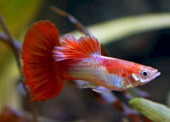 Exotic, Colorful, And Unique: Meet The Rare Guppy Breeds You Never Knew  Existed – Guppy Planet: Where Guppy Enthusiasts Connect And Learn