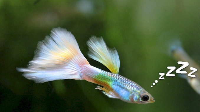 The Fascinating World of Guppy Sleep-Everything You Need to Know