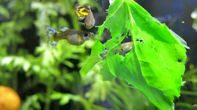 Why Guppies not eating