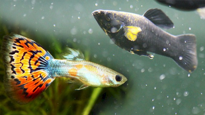 can guppies and mollies live together