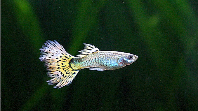 Broken Beauty: Unveiling the Causes of Guppy Tail, Scale, and Fin Issues