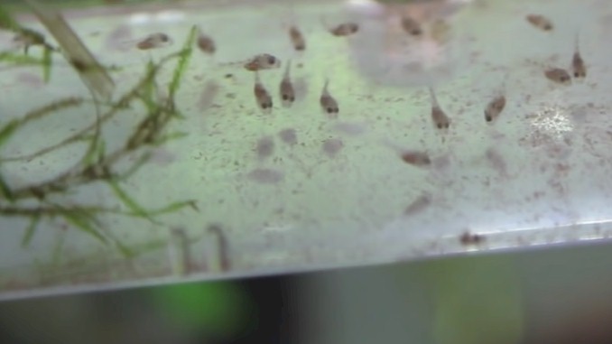 Survival Rate Unveiled: How Many Guppy Fry Make It?