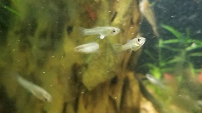 Why Your Guppy Fry Need An Air Pump