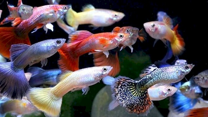 Are Guppies Aggressive – A Complete Guide on Guppy Aggression and Fighting