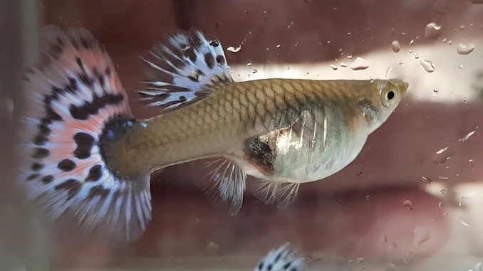 Guppy Maternity-To Separate or Not to Separate