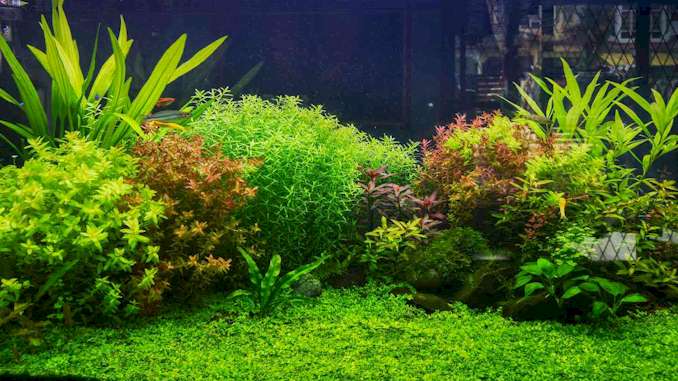 Top 10 Beginner-Friendly Aquarium Plants for Guppy Tanks